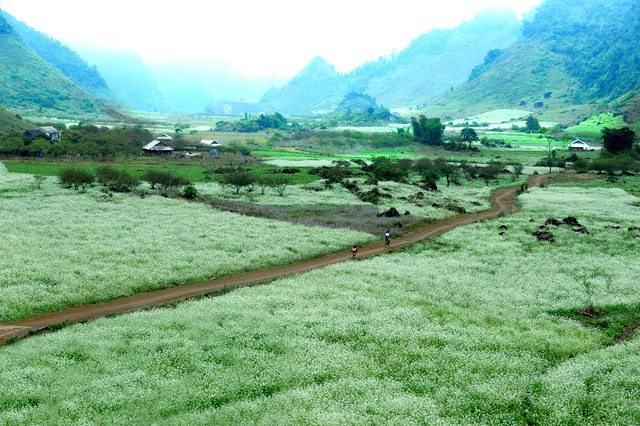 Moc Chau