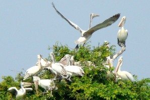 SiemReap-bird-watching-1