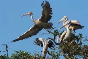 SiemReap-bird-watching