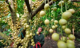 cai-mon-orchard-in-ben-tre-mekong-delta-vietnam