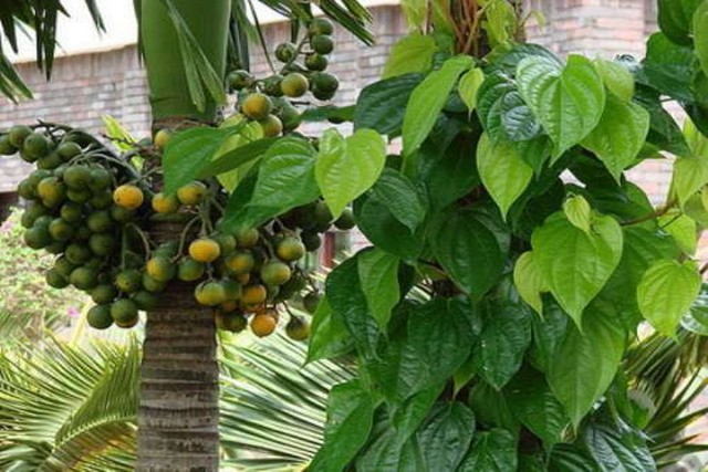 Betel Chewing in Myanmar