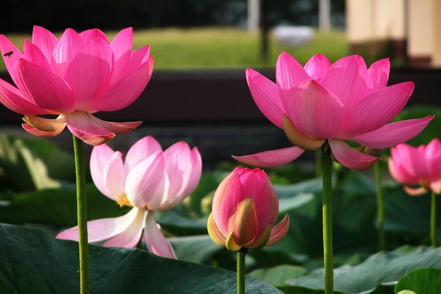 The Elegant Lotus Robe