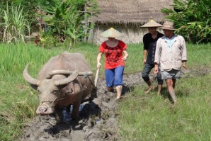 buffalo lao