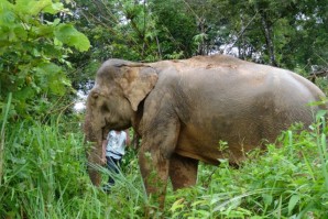 elephant in lao