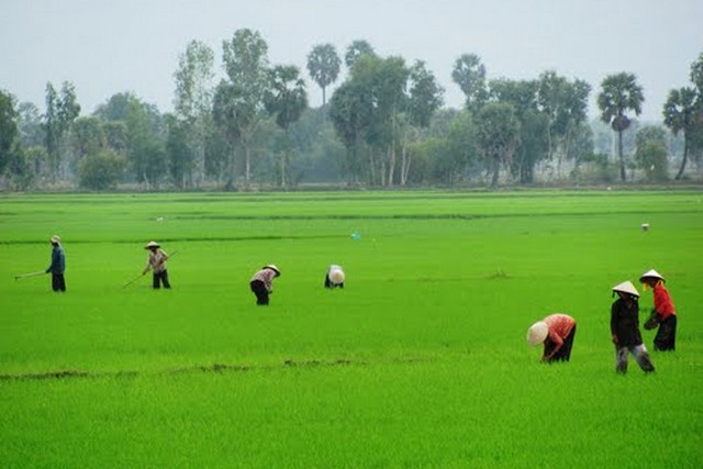 Mekong Delta rice field 