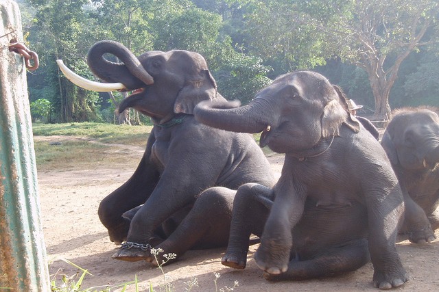 Elephant Village north of Chiang Mai.