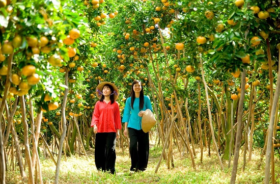 Fruit garden in Mekong Delta