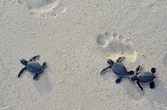 Seeing sea turtles laying eggs in Con Dao island