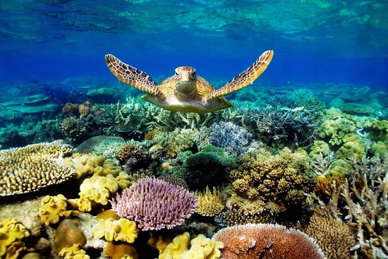 Diving to admire coral reefs is one of the amazing things to do in Con Dao island