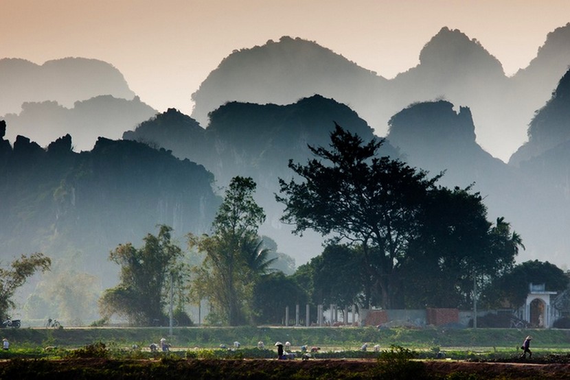 Ninh Binh Rice Fields