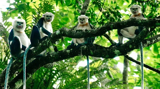 Cuc Phuong national park in Ninh Binh