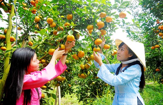 Summer: fruit picking season at Mekong Delta’s orchards