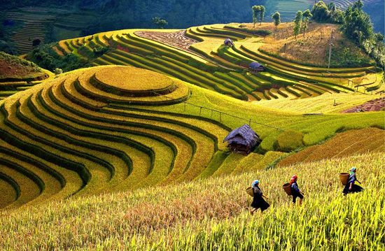 Mu Cang Chai in Northwest Vietnam is famous for its beautiful terraced rice fields