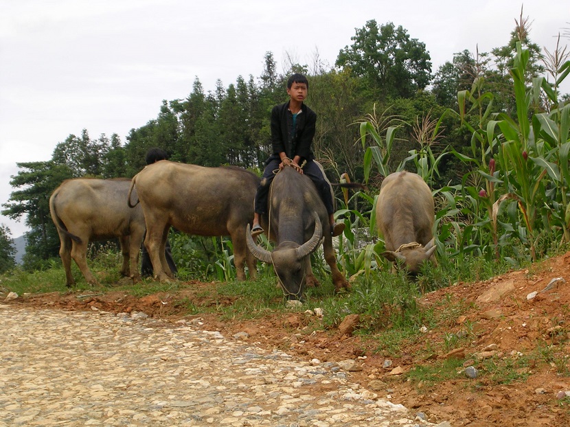 Ban Pho village 