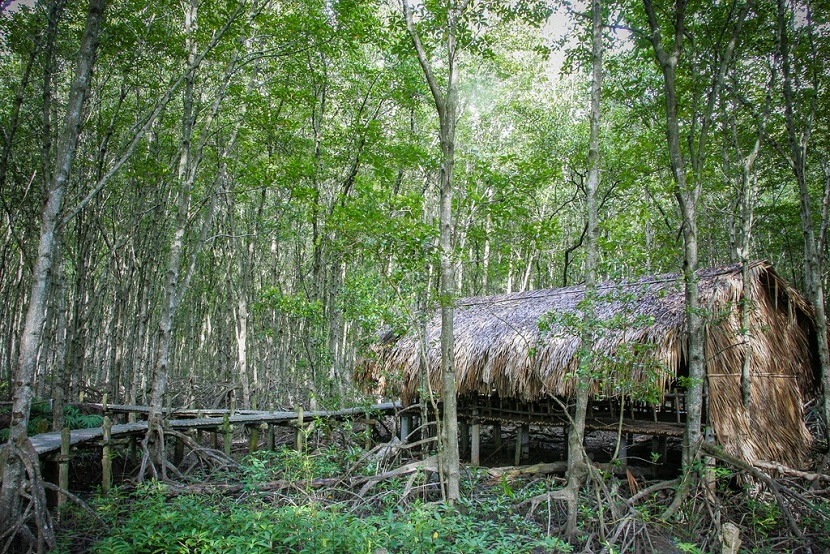 Can Gio Mangrove Forest (By Speed boat)