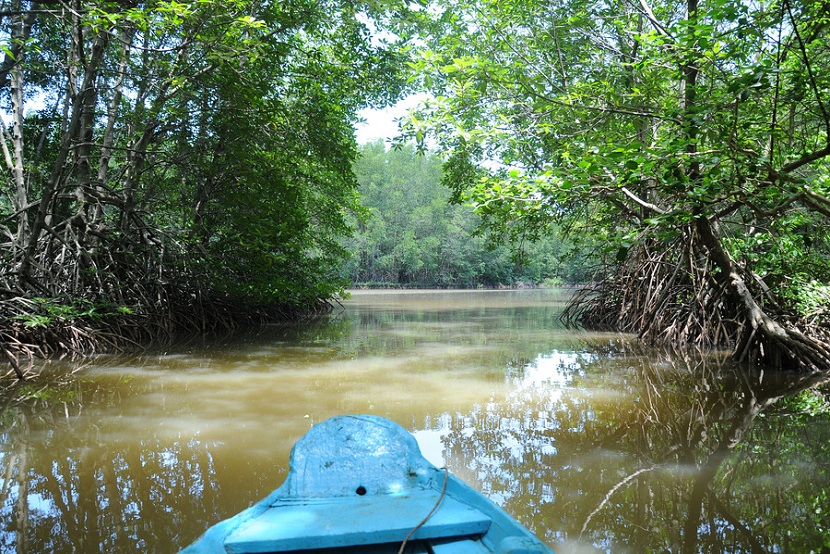 Can Gio Mangrove Forest (By Speed boat)