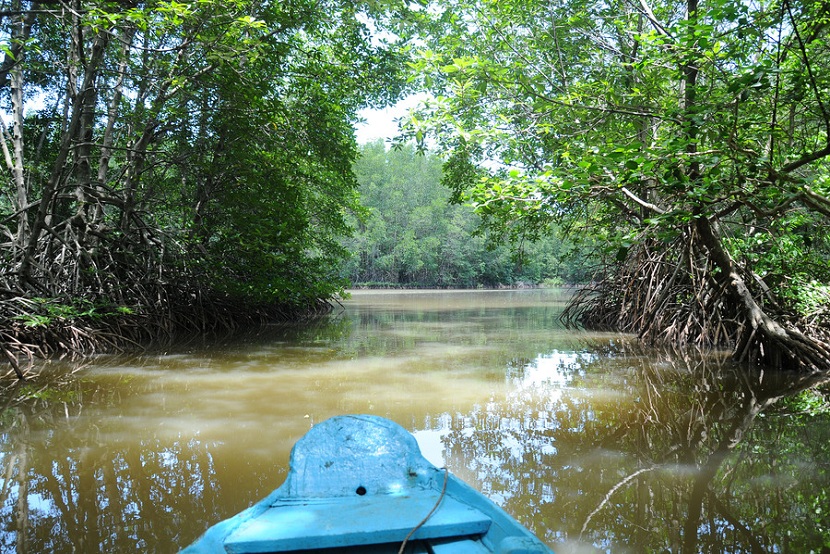 Can Gio Mangrove Forest (By Speed boat)