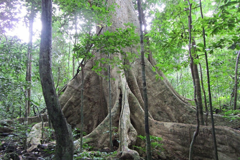 Cuc Phuong National Park