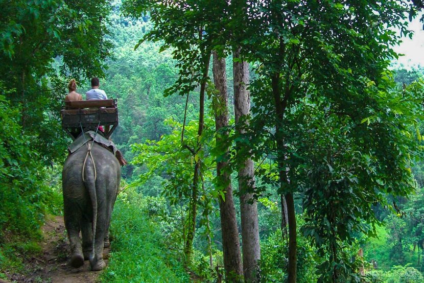 Elephant ride, Chiang Mai