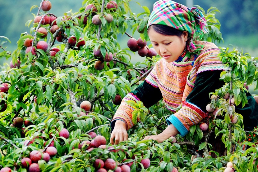 Mai Chau local life 