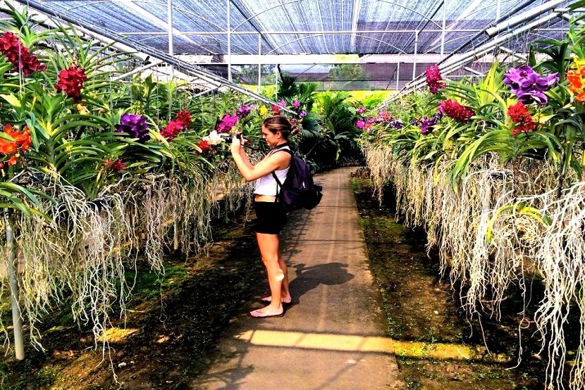 Orchid Farm,  Chiang Mai 1