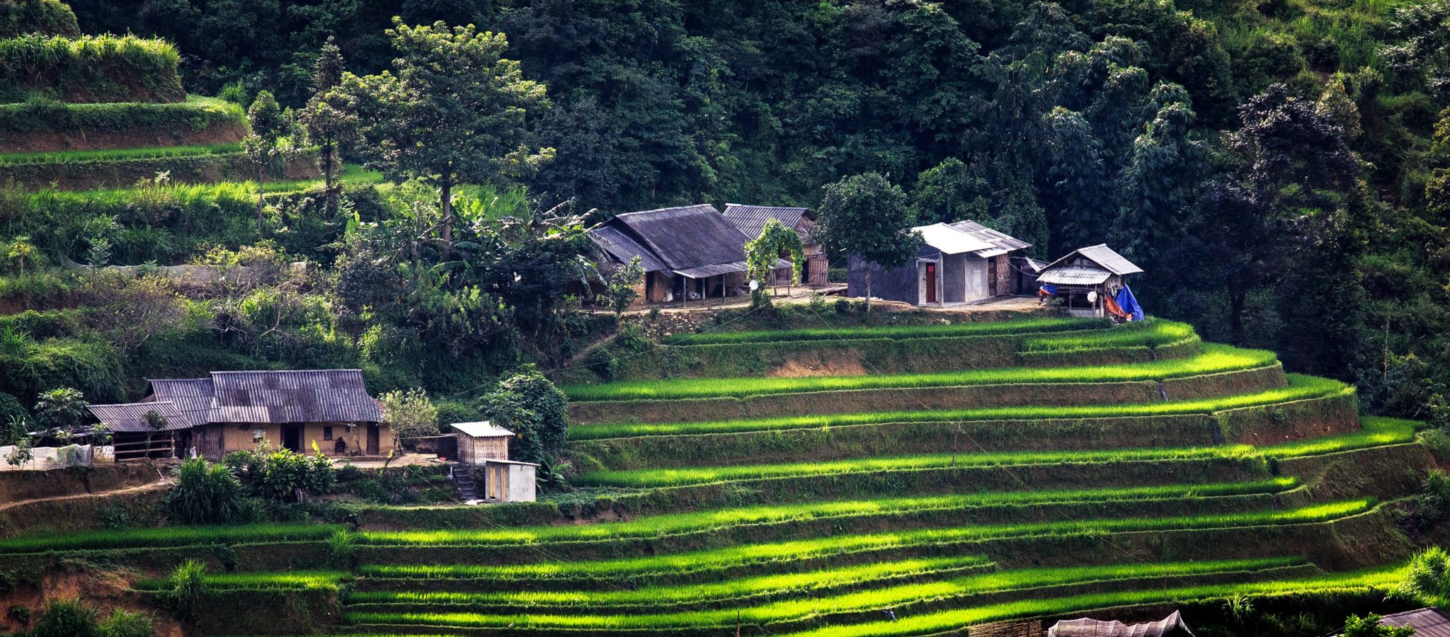 Sapa Terraced rice field