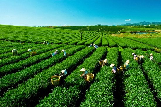 Tea Farms is one of the best places to visit in Moc Chau, Vietnam