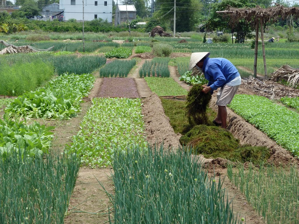 Tra Que vegetable village 