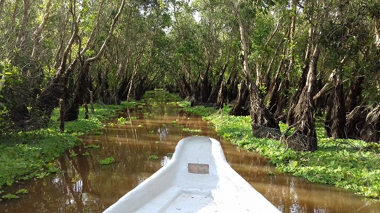 Tra Su Cajuput forest in Mekong Delta