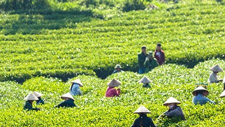 place to visit in Moc Chau, Vietnam