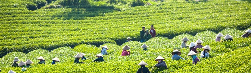 The Best Places to Visit in Moc Chau, Vietnam