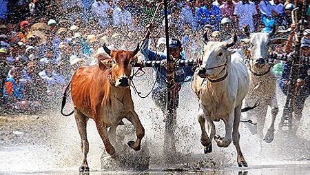 Cow Racing Festival