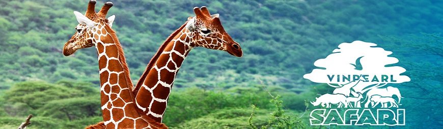 Vinpearl Safari Phu Quoc in Vietnam