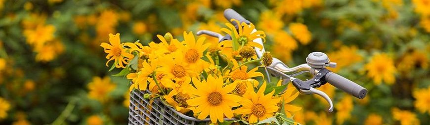 Traveling to Da Lat City in Blossom Seasons