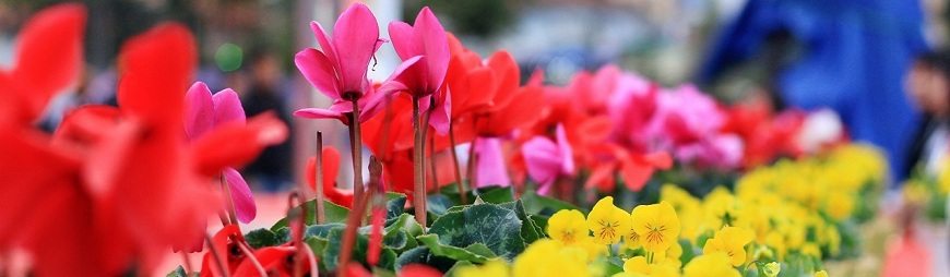 3 Greatest Festivals in Da Lat City You Must See