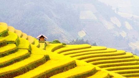 Discover the ripe terraced rice season in Northwest Vietnam