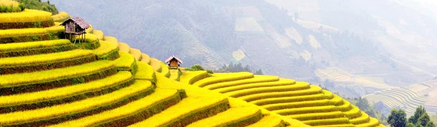 Discover The Ripe Terraced Rice Season in Northwest Vietnam