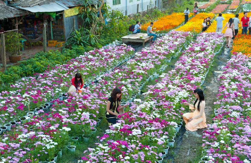 Ha Lung Flower Village – Hai Phong