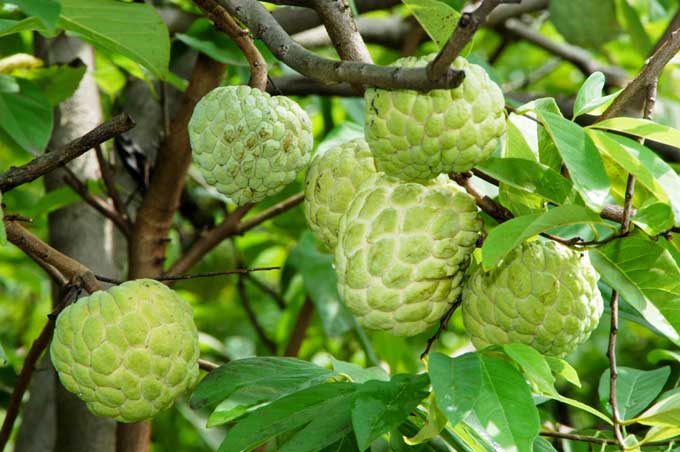 Top 6 strange Vietnamese fruits and how to eat them