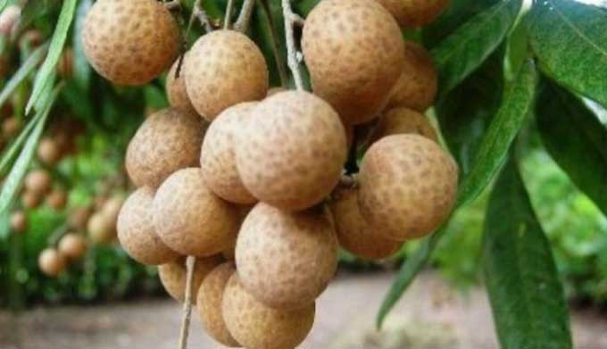 Top 6 strange Vietnamese fruits and how to eat them