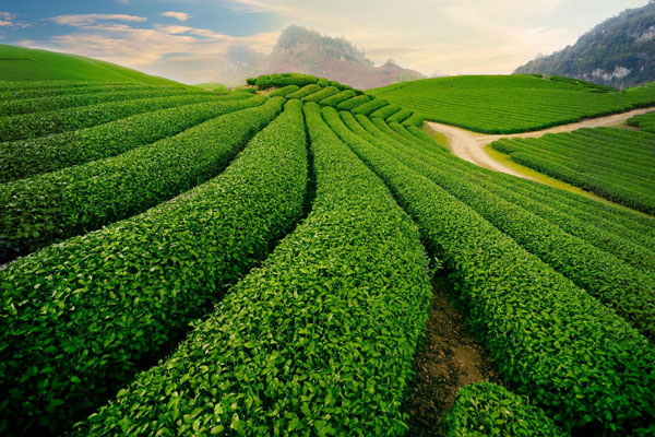 Cau Dat Tea Plantation 