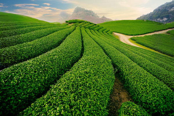 Cau Dat Tea Plantation