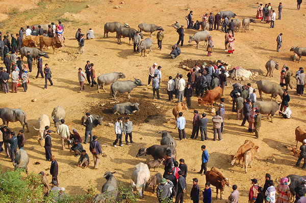 Ideal destinations in Lao Cai for the most amazing photos: Can Cau Buffalo Market