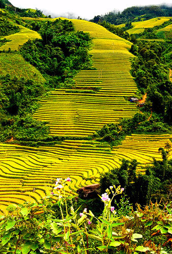 Ideal destinations in Lao Cai for the most amazing photos: Trung Trai Rice Terraced Fields