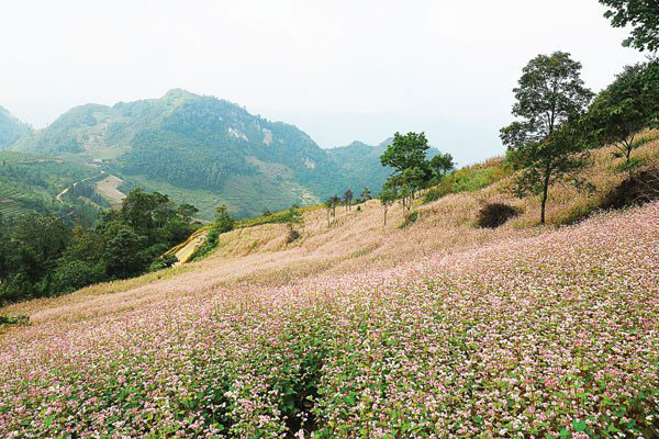 Flower fields in Vietnam: Buckwheat Fields in Ha Giang