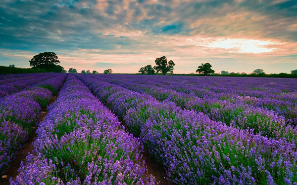 Lavender Fields in Dalat