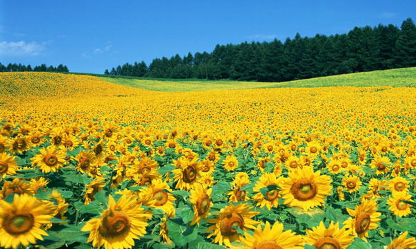 Sunflower Fields in Nghe An
