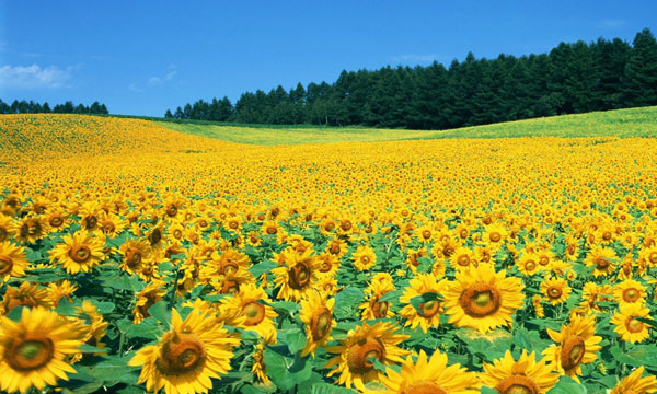 Sunflower Fields in Nghe An