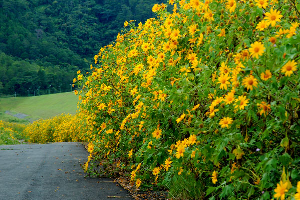 Tree Marigold Fields in Dalat