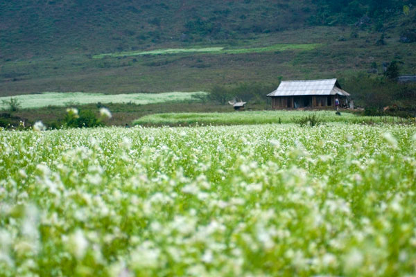 White Mustard Fields